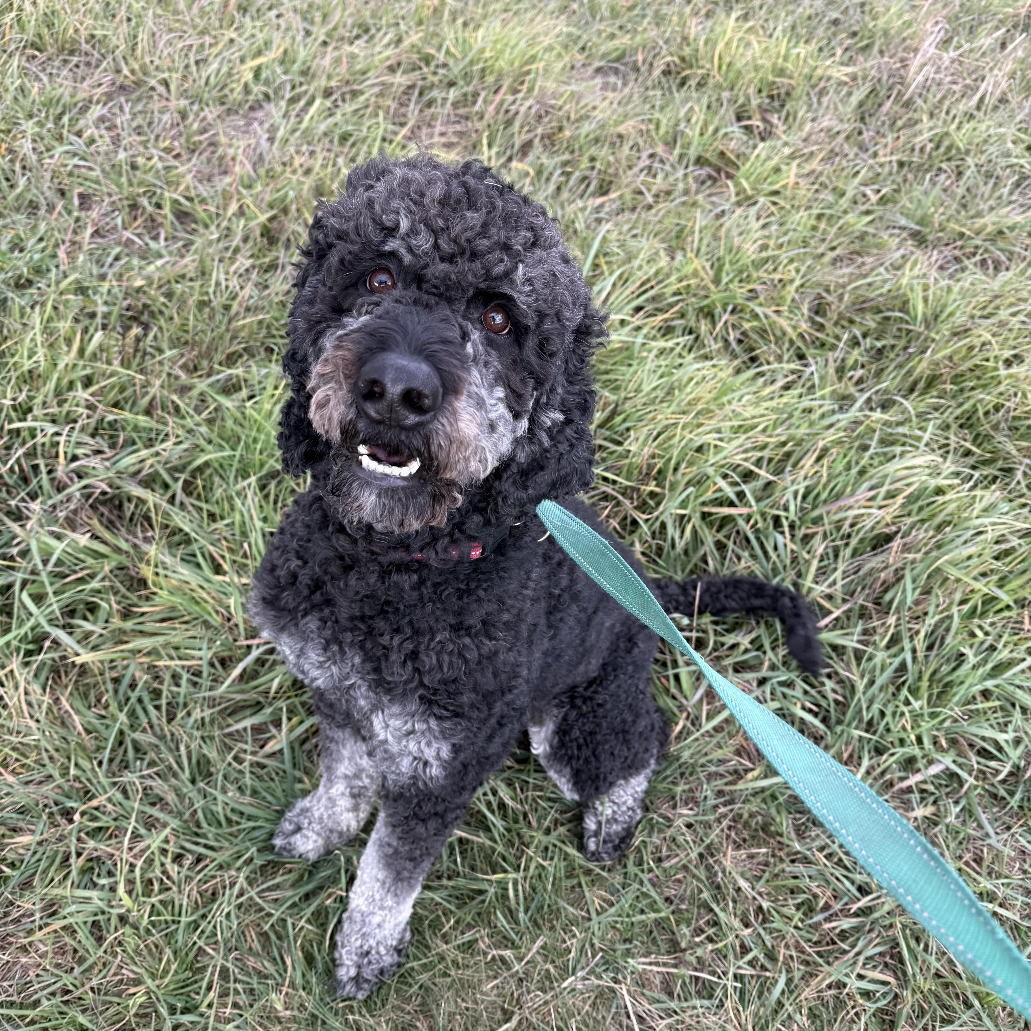 Leo And Tucker thumbnail 6