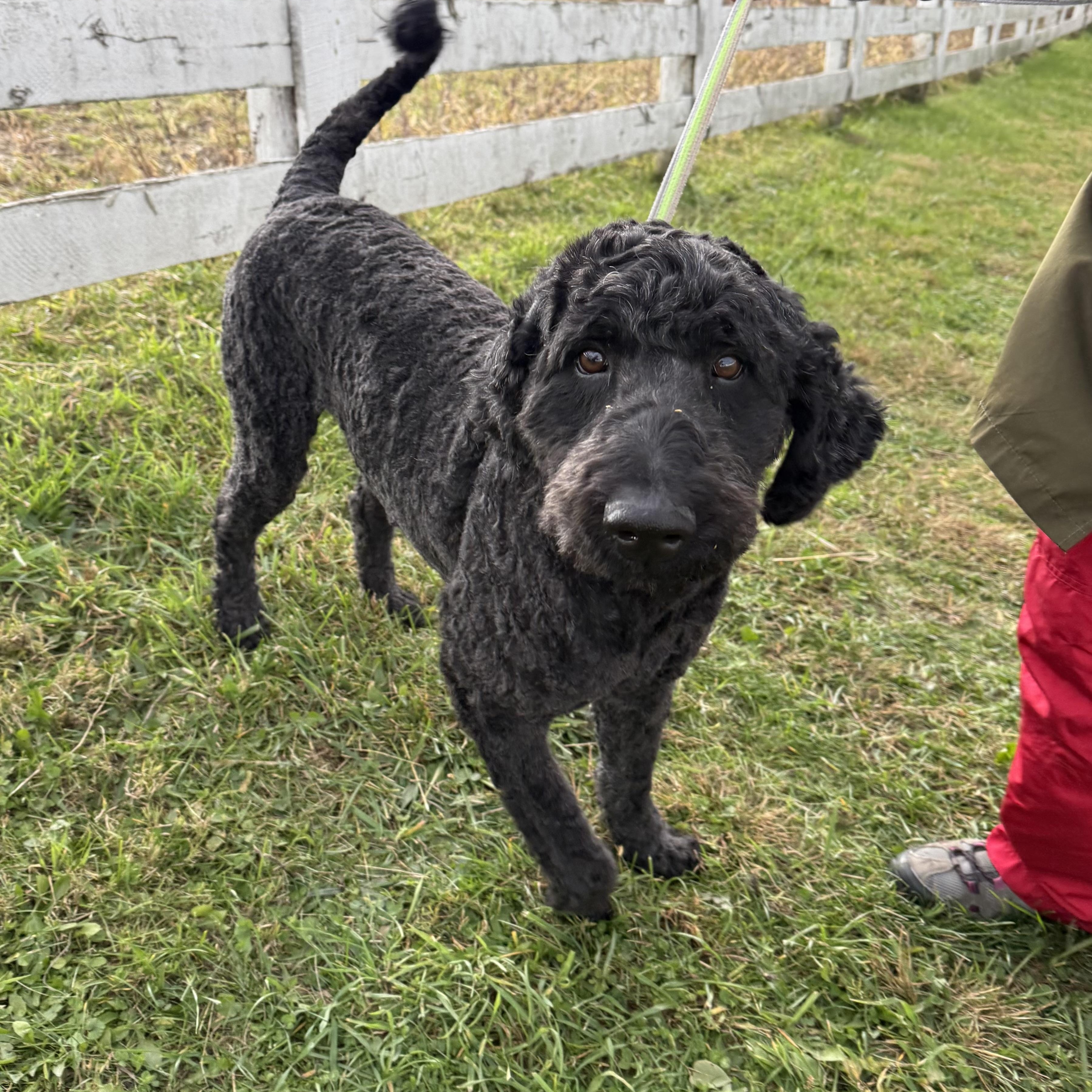 Leo And Tucker thumbnail 5