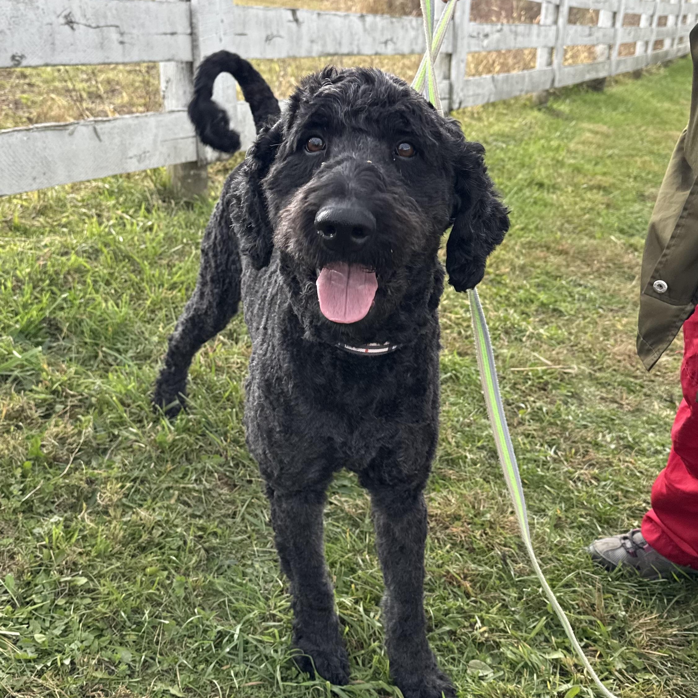 Leo And Tucker thumbnail 3