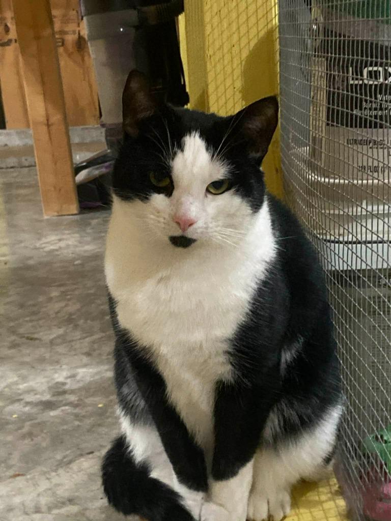 Florida mom, Adoptable, Young Female American Shorthair.