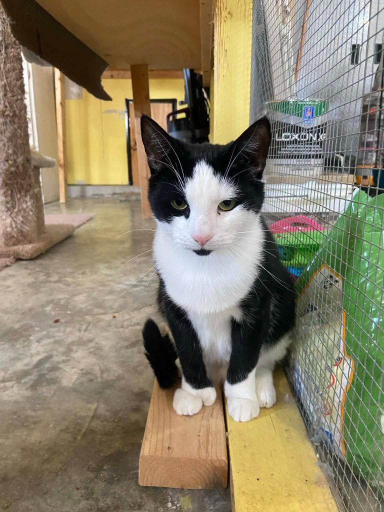 Enlarge Florida mom, a Adoptable American Shorthair in Hagaman, NY image 2/4