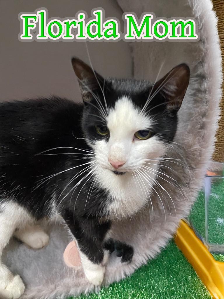Florida mom, Adoptable, Young Female American Shorthair.