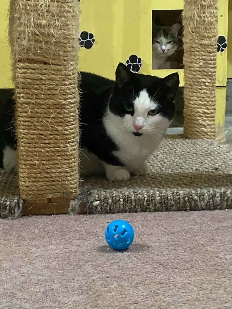 Enlarge Florida mom, a Adoptable American Shorthair in Hagaman, NY image 4/4