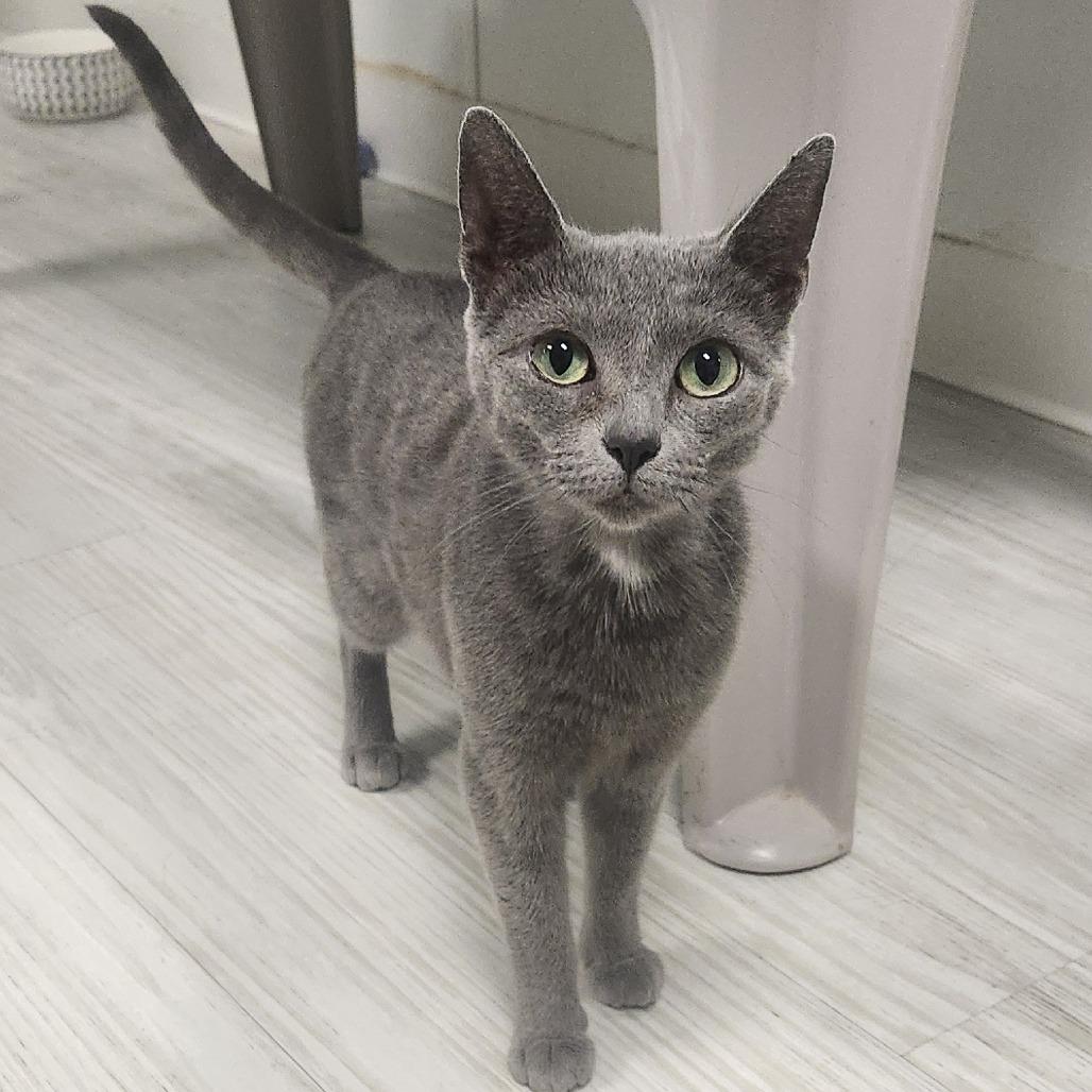 Lady Gray, Adoptable, Adult Female Domestic Short Hair.