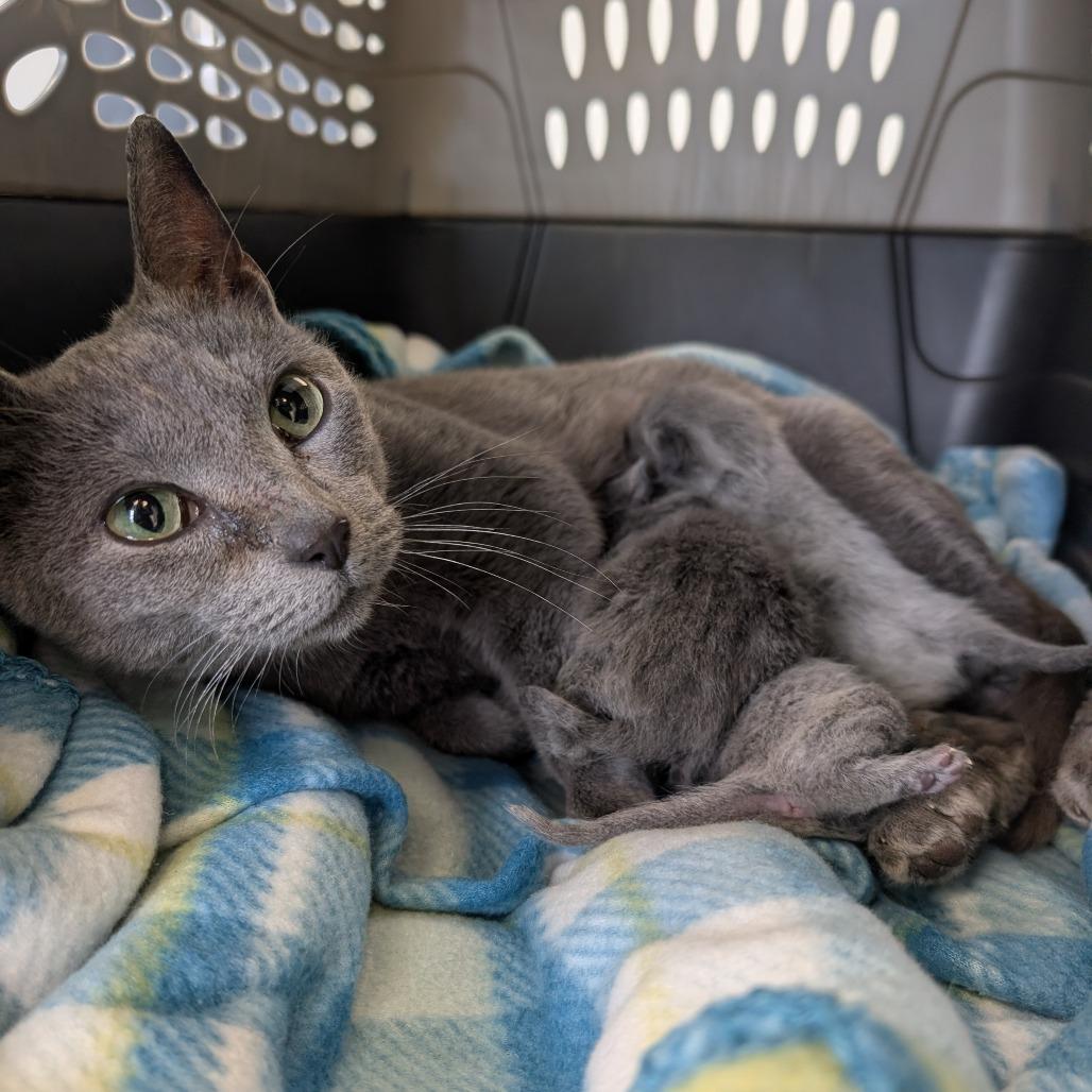 Lady Gray, a Adoptable Domestic Short Hair in Watertown, NY image 2/2