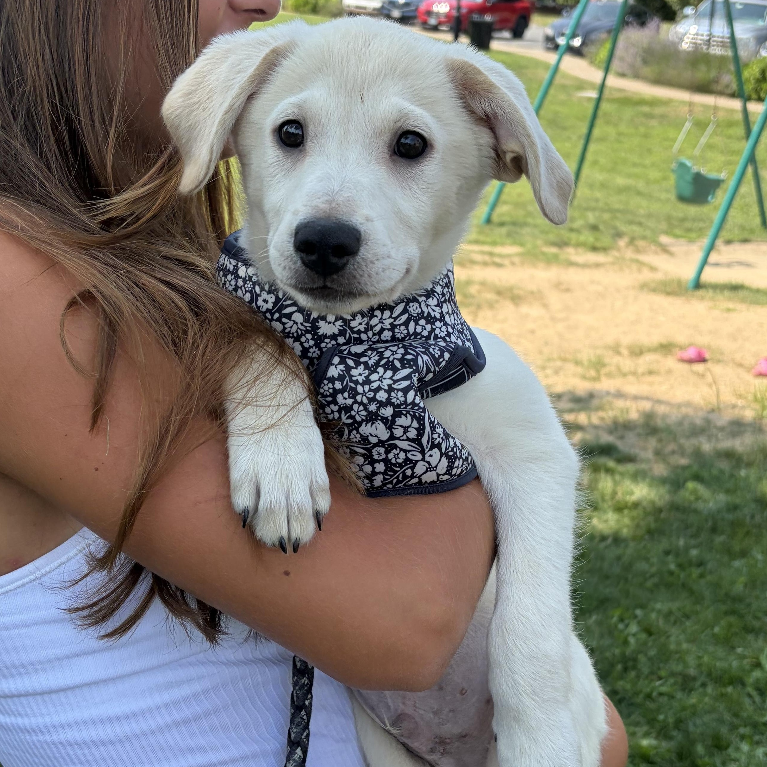 Enlarge Casper, an adopted mixed breed in Oak Bluffs, MA image 1/1