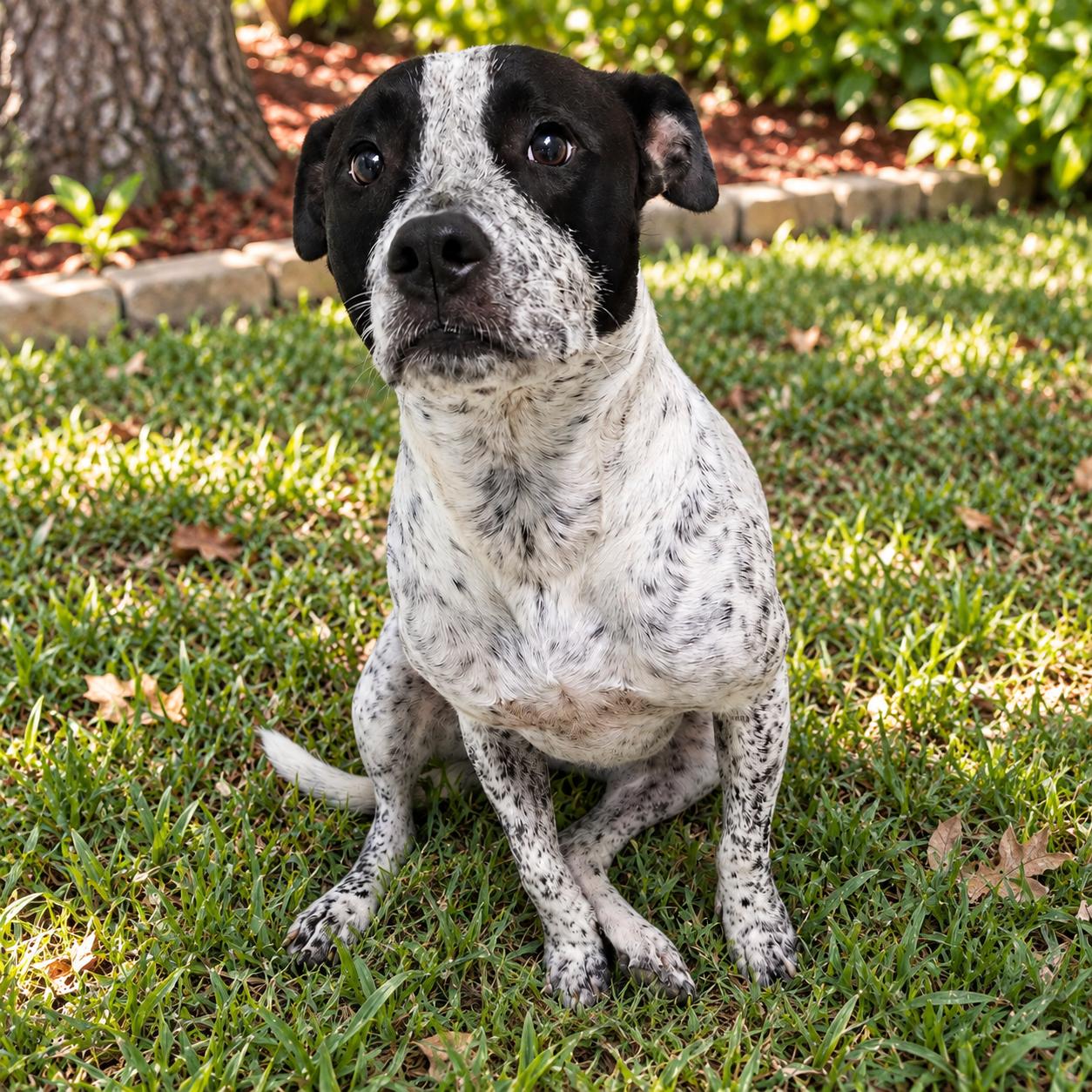 Coco 2, Adoptable, Young Female Australian Cattle Dog / Blue Heeler.