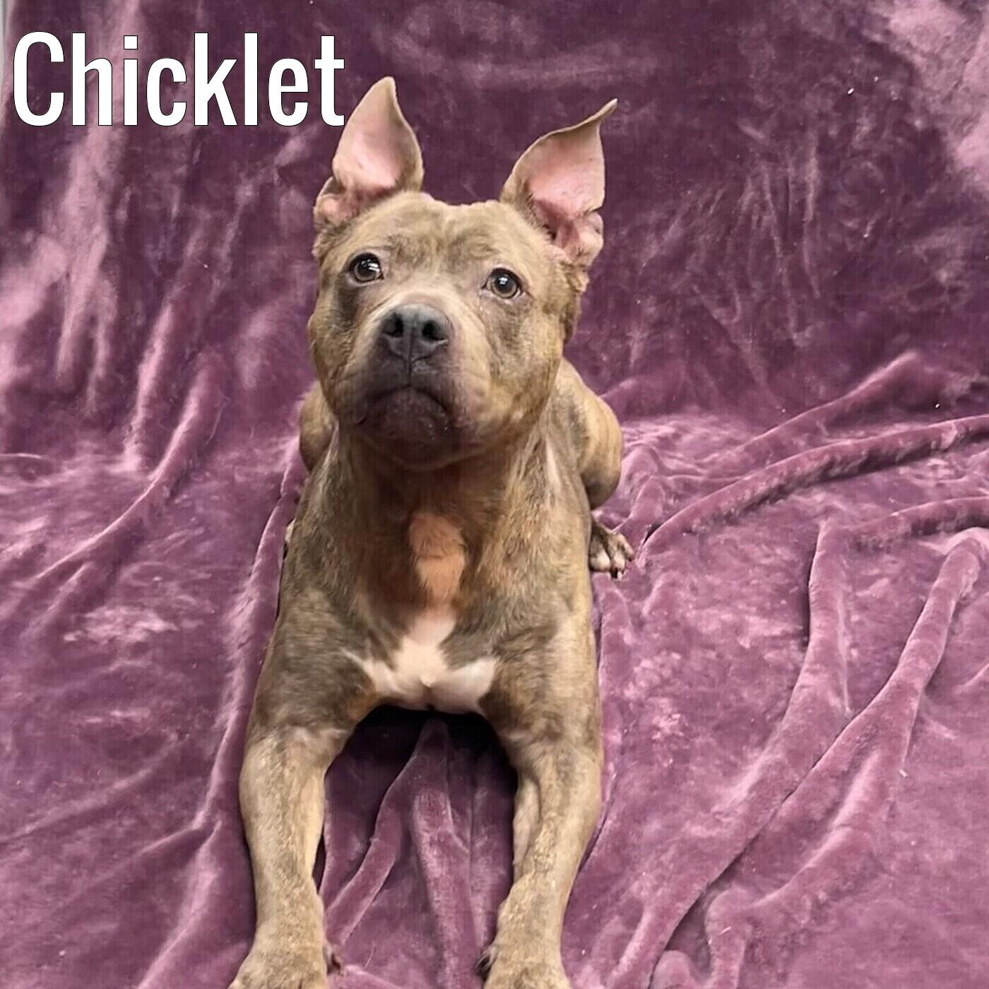 Chicklet, ADOPTABLE, Adult Female Mixed Breed.