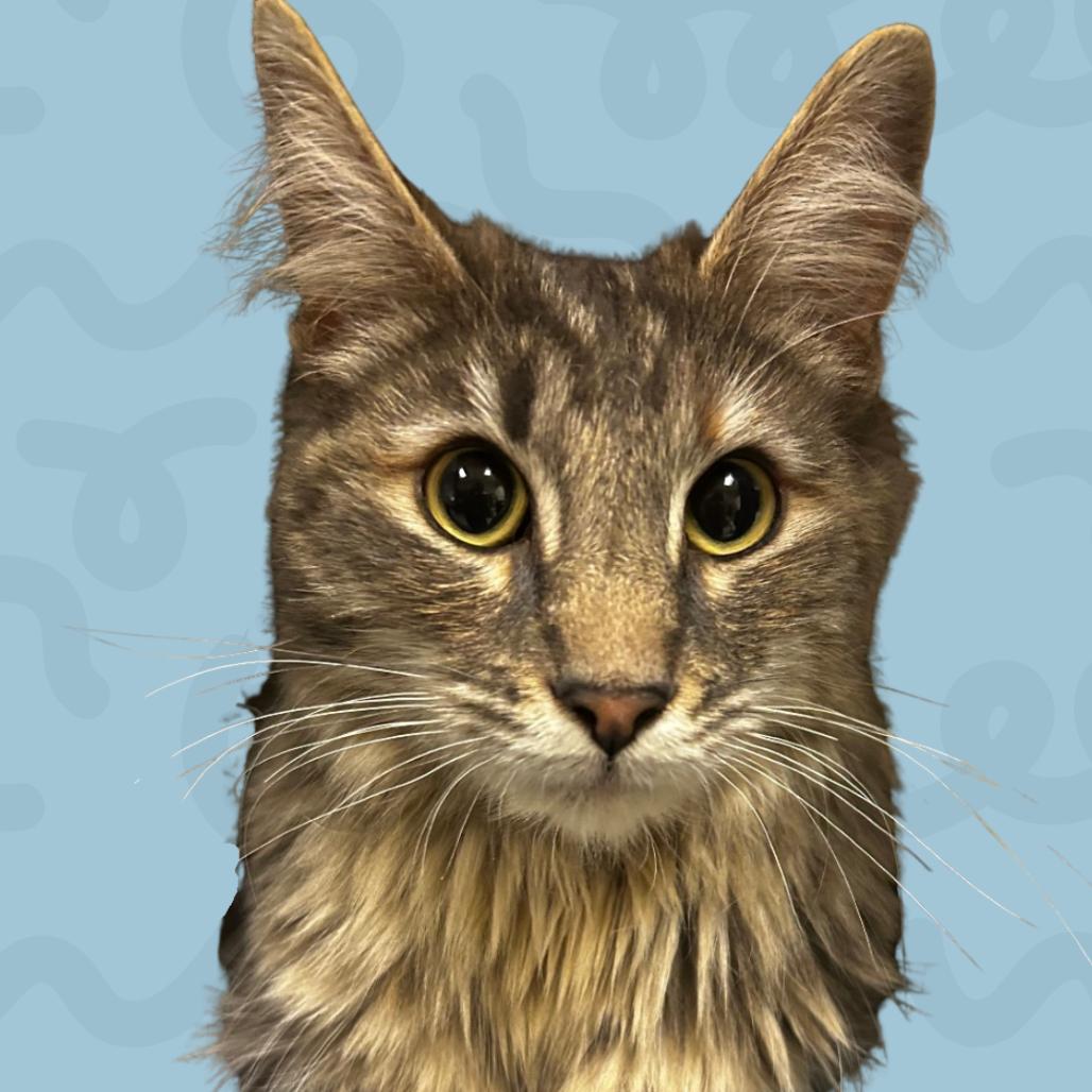Georgia Rose, Adoptable, Adult Female Domestic Medium Hair.