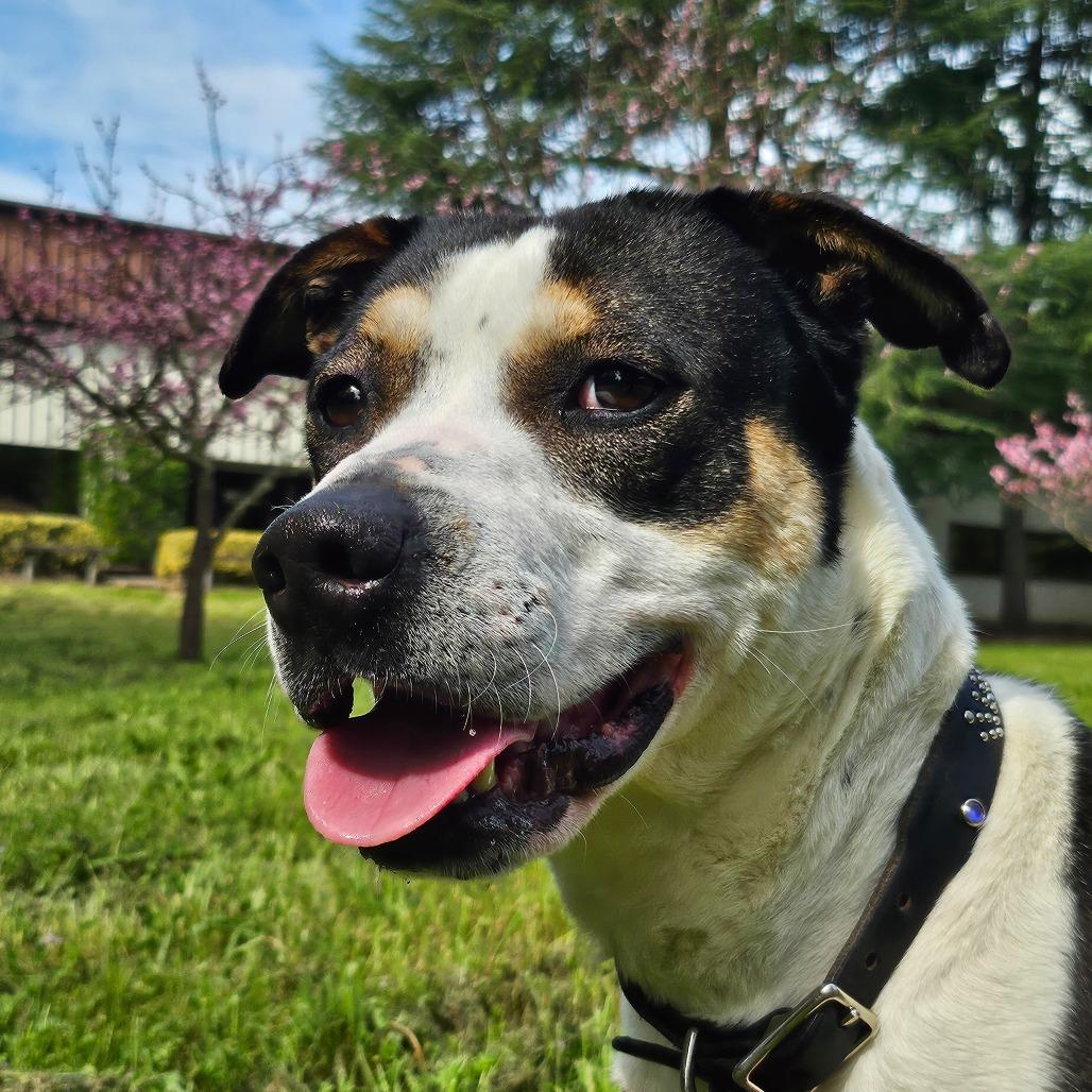 Wednesday Adams, Adoptable, Adult Female Mixed Breed.