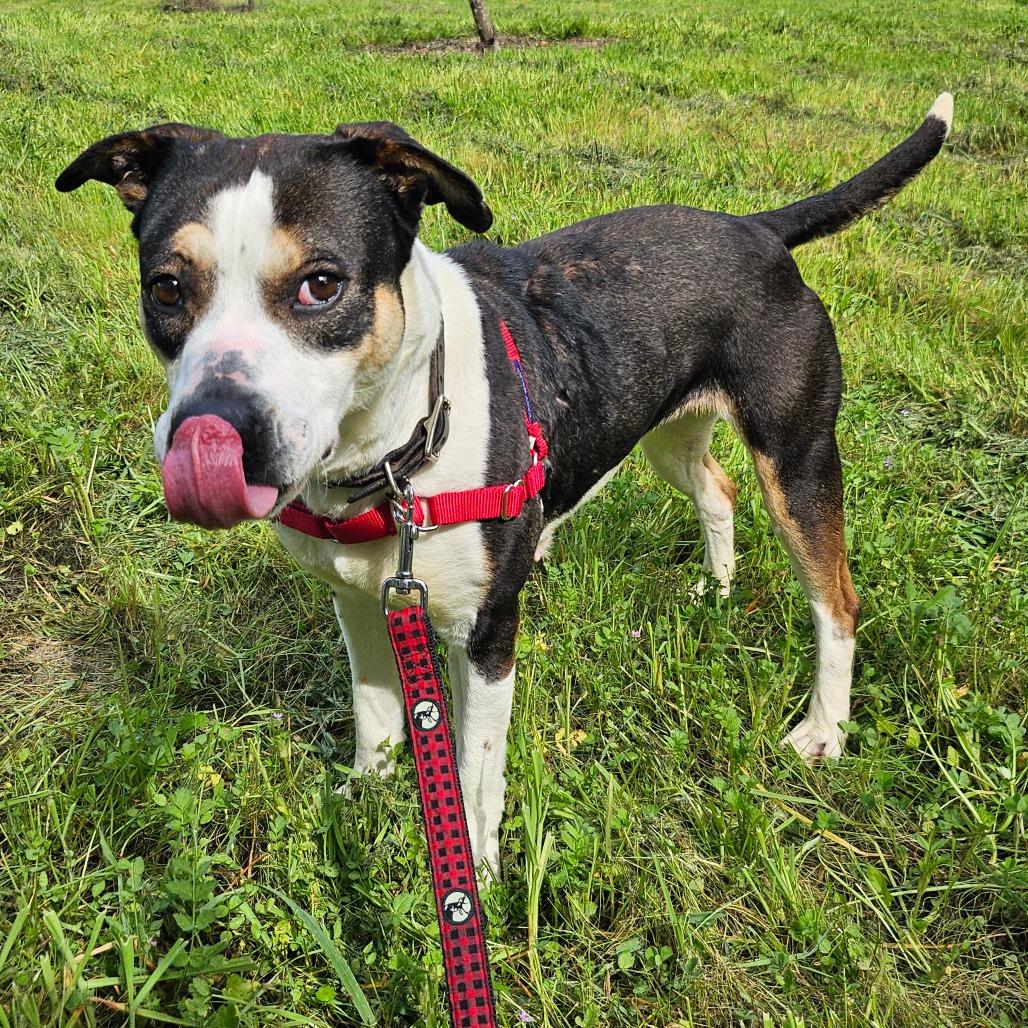 Enlarge Wednesday Adams, a Adoptable Mixed Breed in Sonoma, CA image 2/6