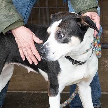 Enlarge Wednesday Adams, a Adoptable Mixed Breed in Sonoma, CA image 3/6