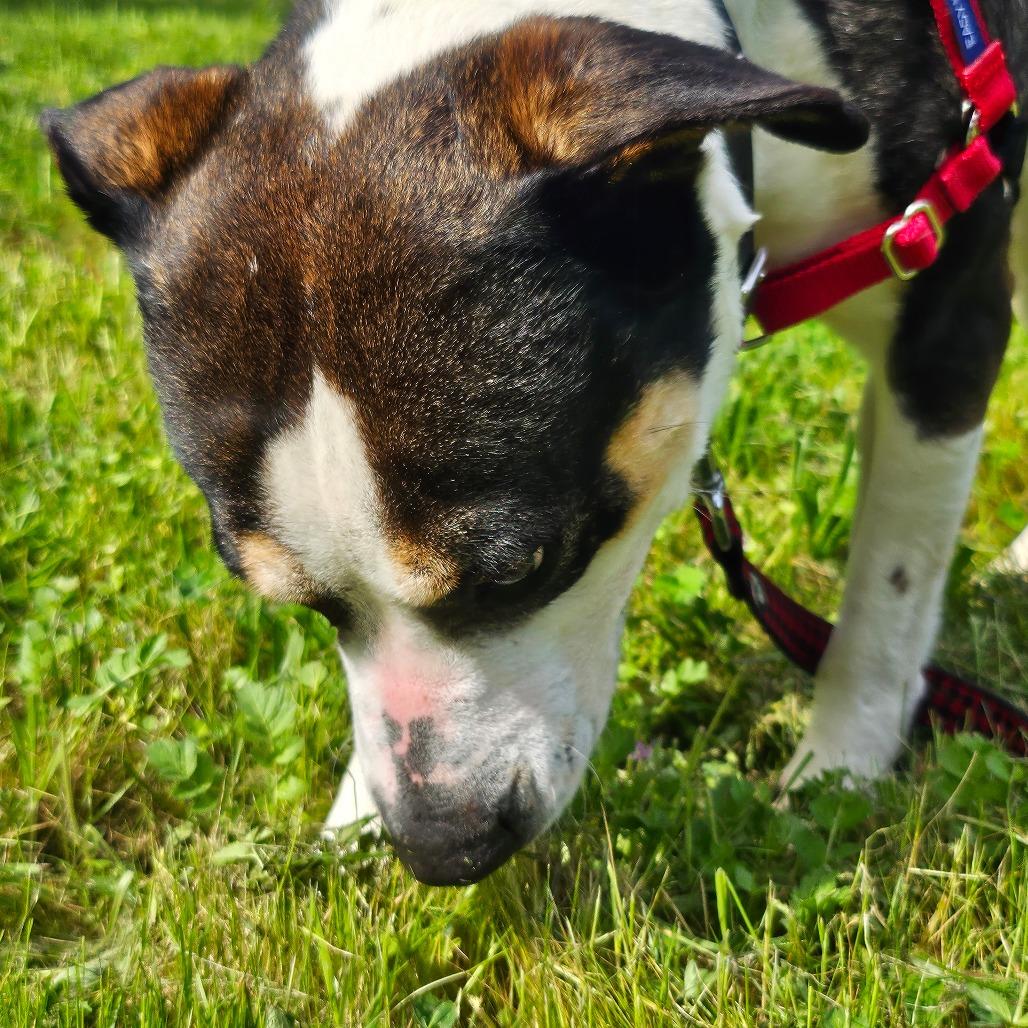 Enlarge Wednesday Adams, a Adoptable Mixed Breed in Sonoma, CA image 4/6
