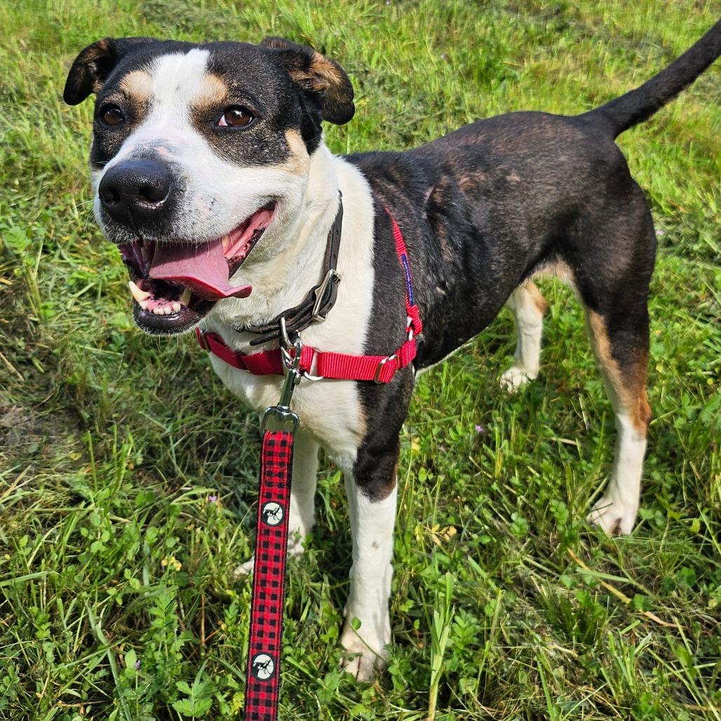 Enlarge Wednesday Adams, a Adoptable Mixed Breed in Sonoma, CA image 5/6