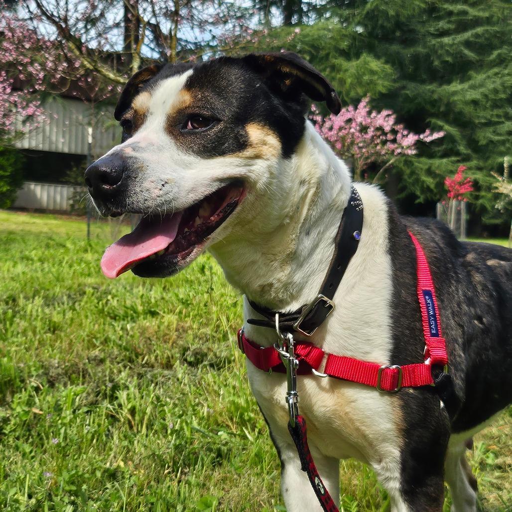 Enlarge Wednesday Adams, a Adoptable Mixed Breed in Sonoma, CA image 6/6