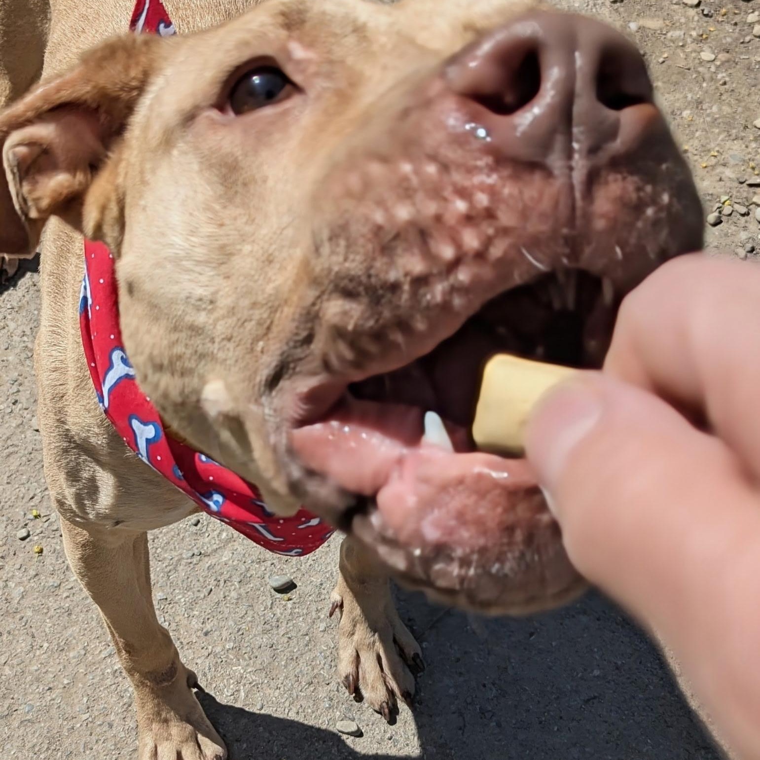 Billie, a ADOPTABLE mixed breed in Buffalo, NY image 3/6
