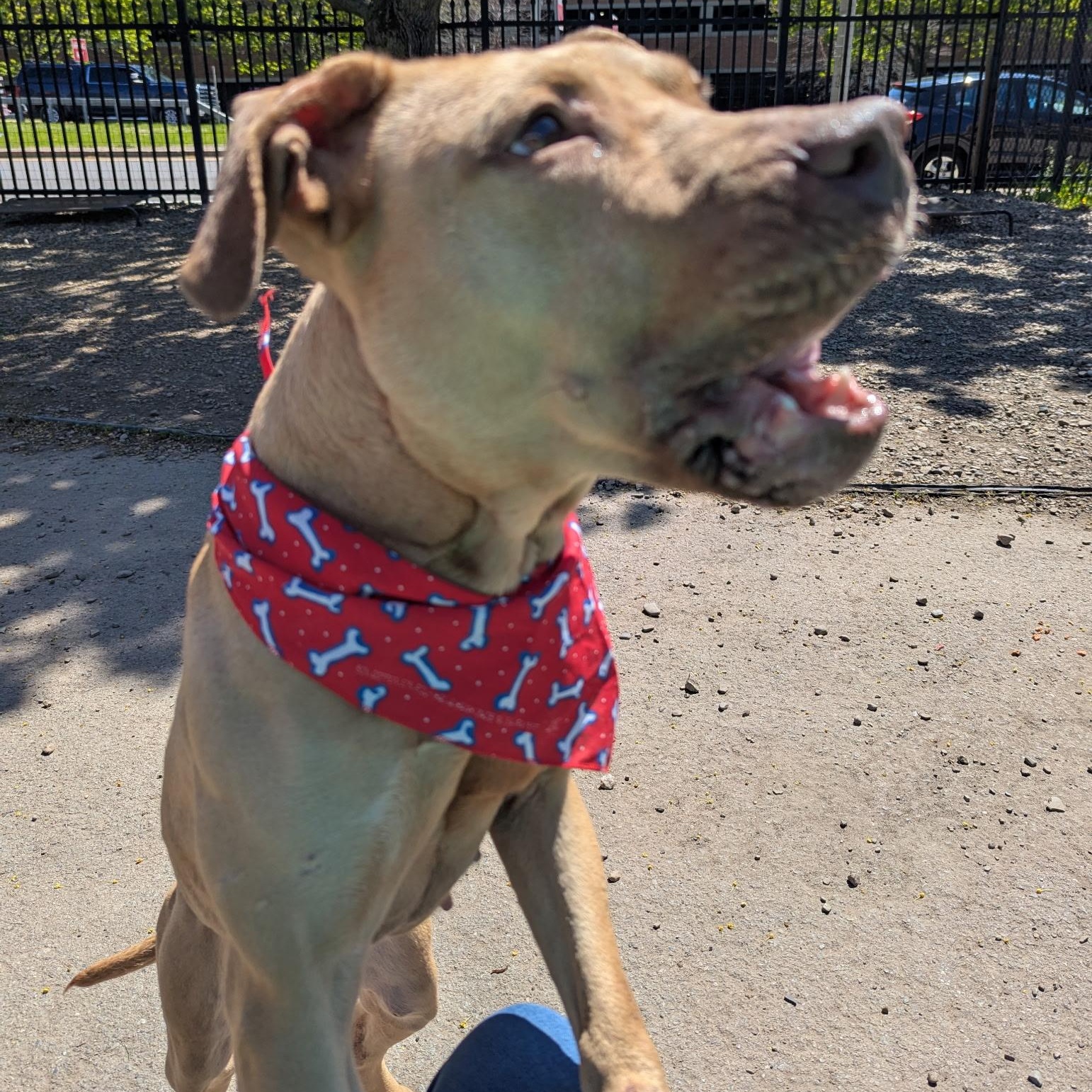 Billie, a ADOPTABLE mixed breed in Buffalo, NY image 2/6