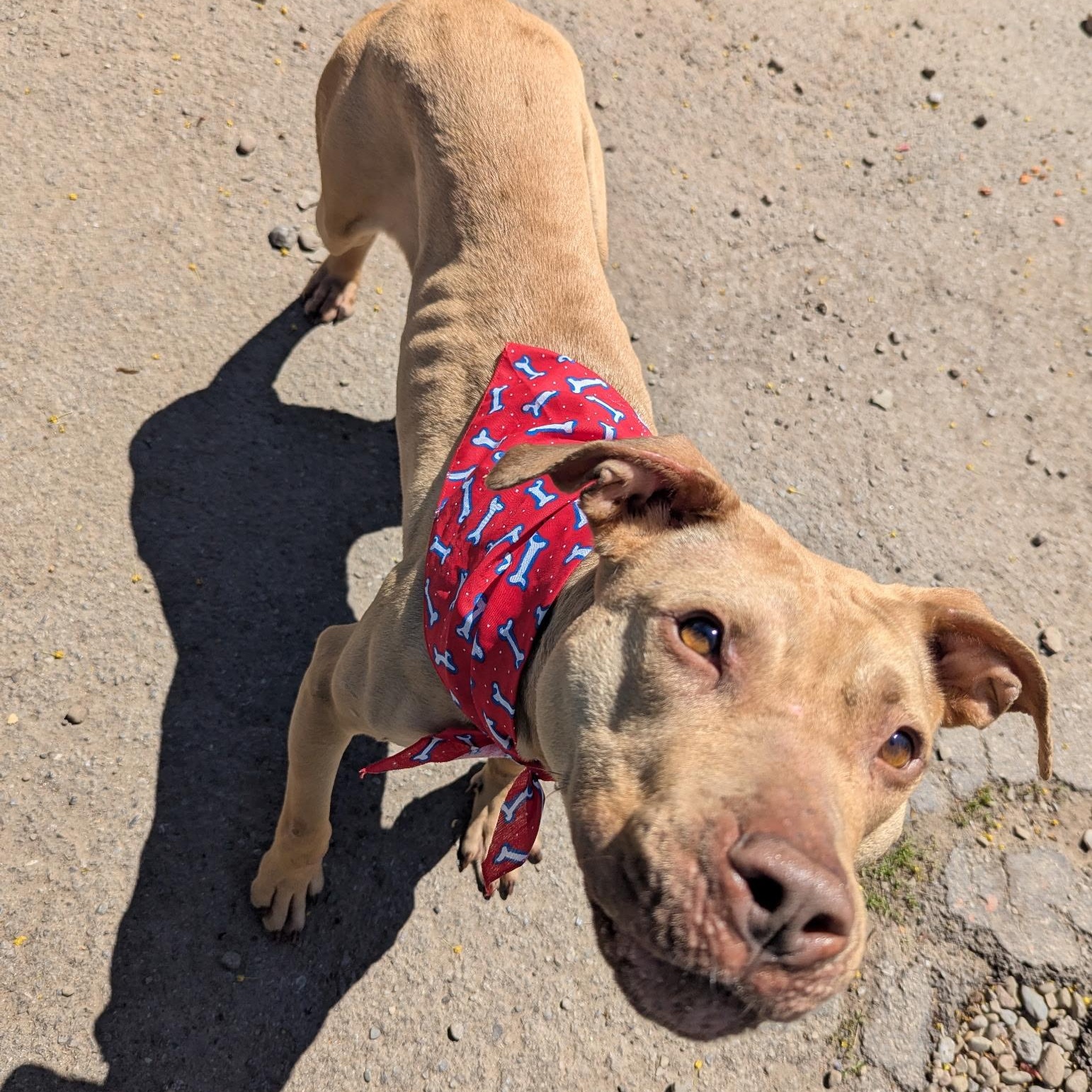 Billie, a ADOPTABLE mixed breed in Buffalo, NY image 6/6