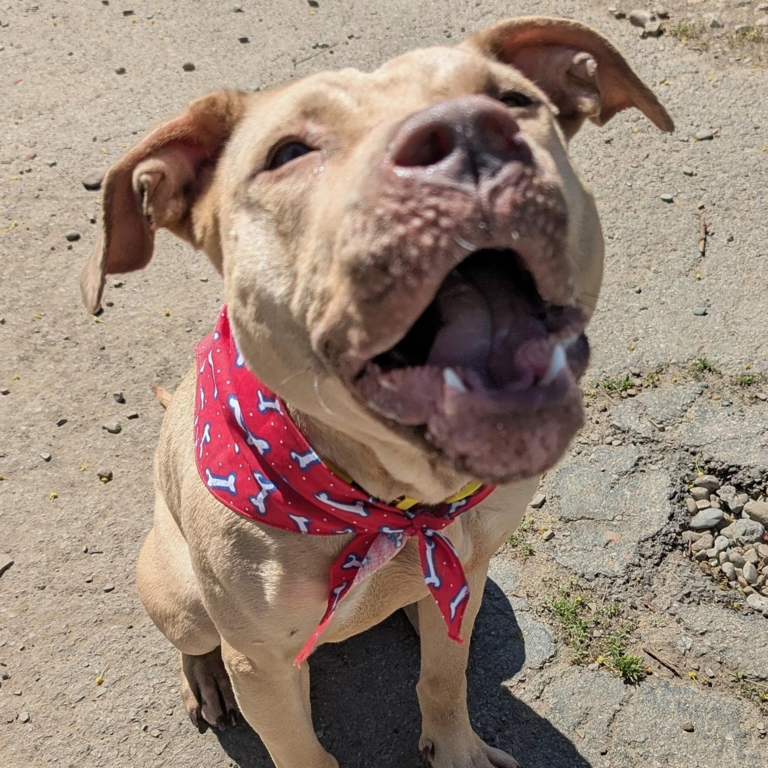 Billie, a ADOPTABLE mixed breed in Buffalo, NY image 5/6
