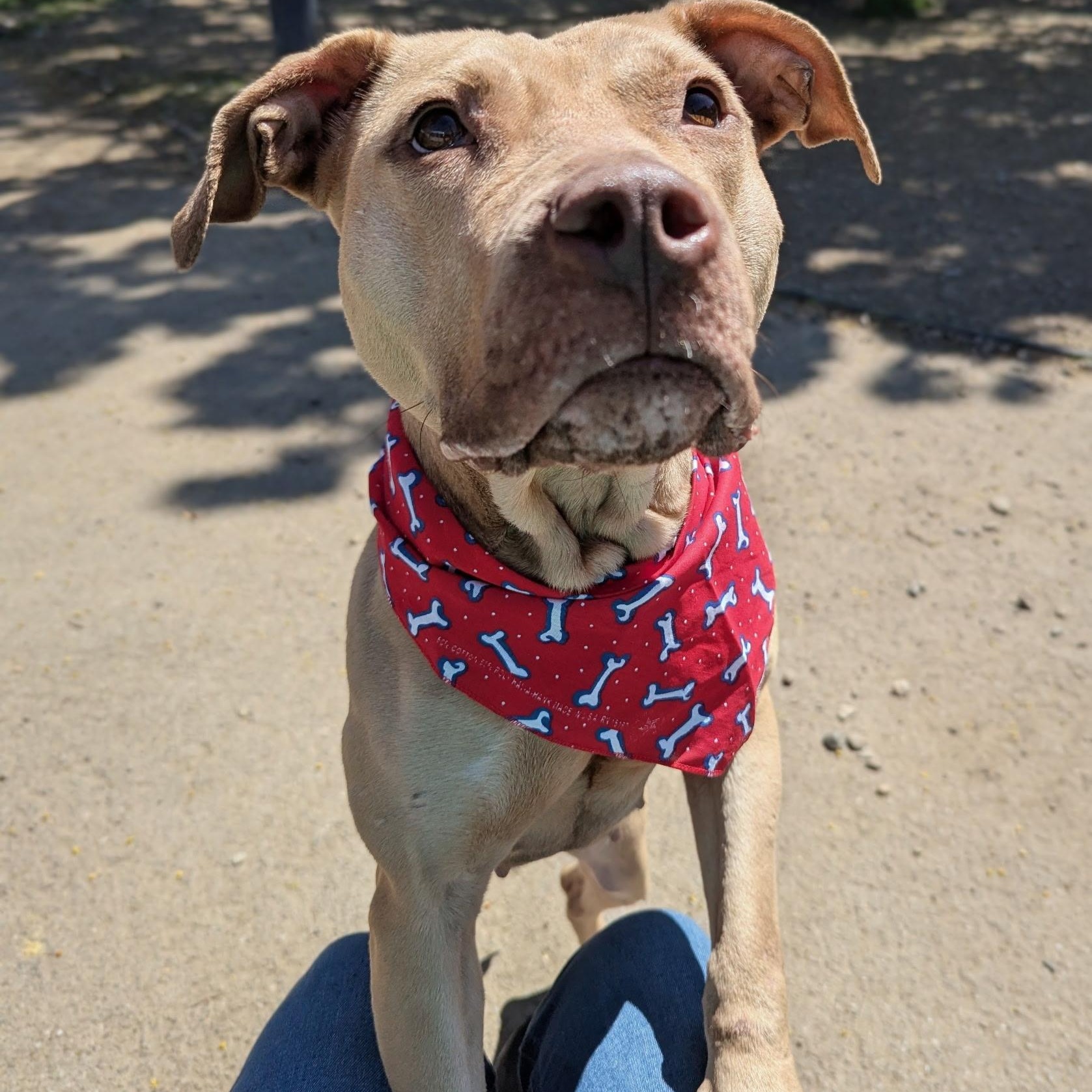 Billie, ADOPTABLE, Young Female Pit Bull Terrier & Yellow Labrador Retriever.