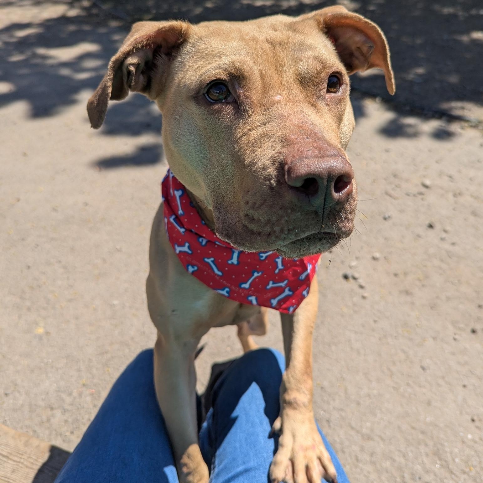 Billie, a ADOPTABLE mixed breed in Buffalo, NY image 4/6