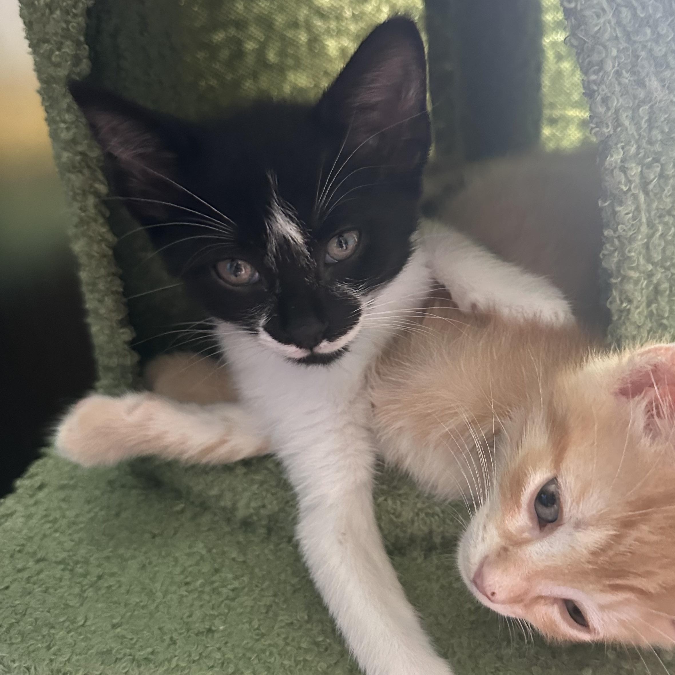 Nina Zenik, Adoptable, Kitten Female Domestic Short Hair.