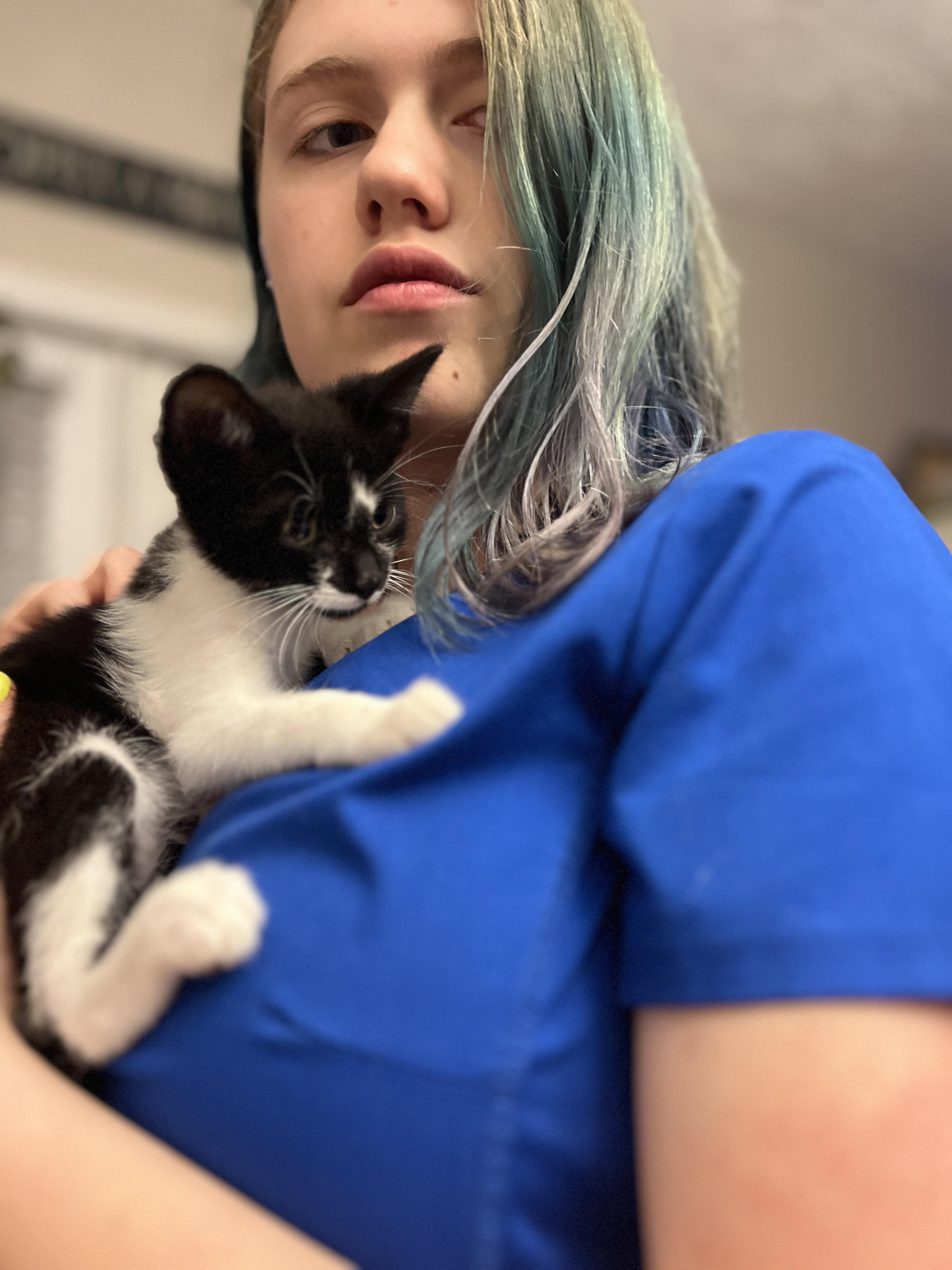 Nina Zenik, a Adoptable Domestic Short Hair in Little River, SC image 2/4