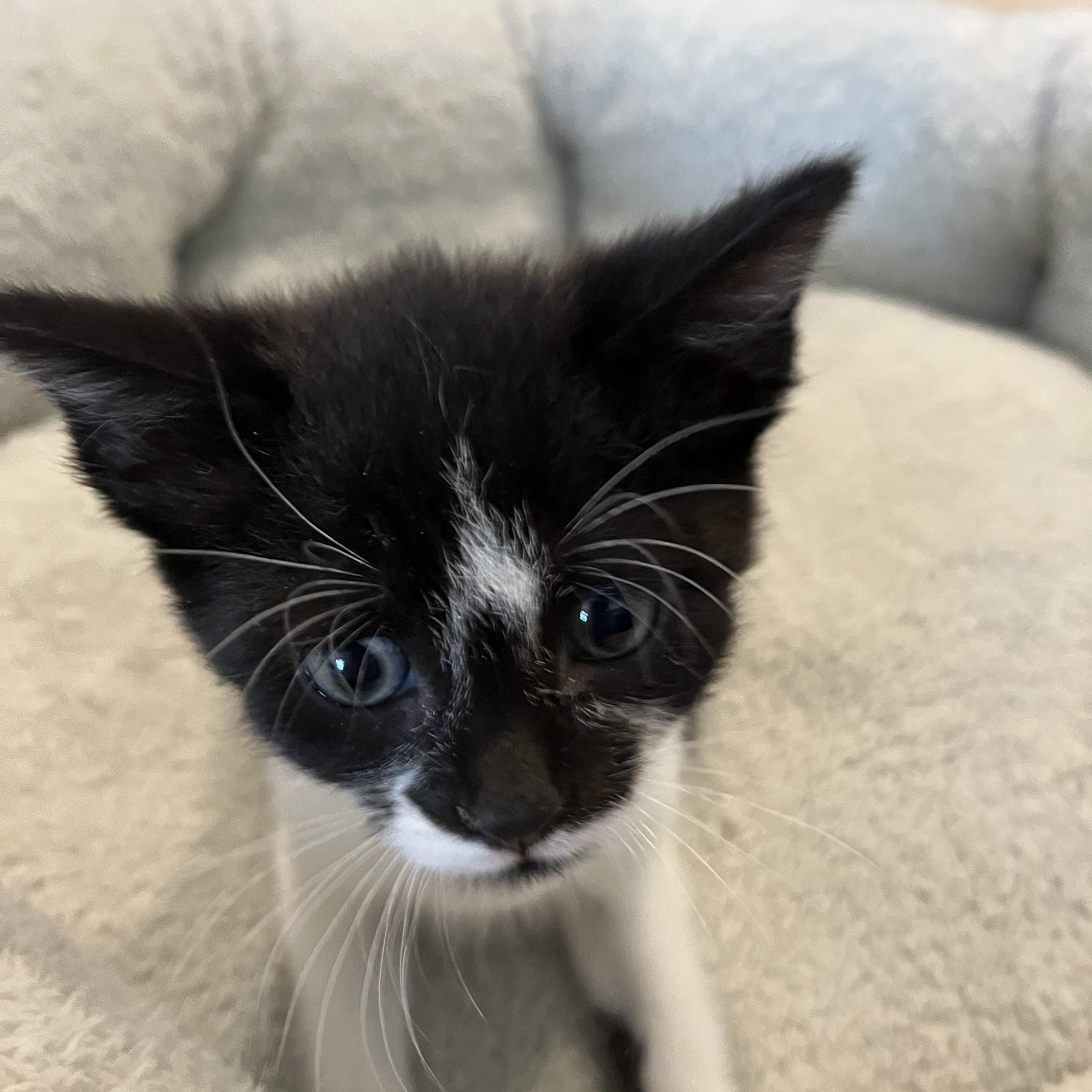 Nina Zenik, a Adoptable Domestic Short Hair in Little River, SC image 3/4