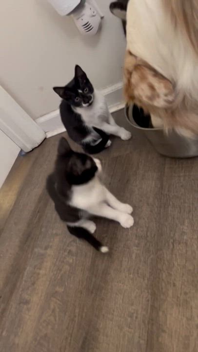 Enlarge Nina Zenik, a Adoptable Domestic Short Hair in Little River, SC video 4/4