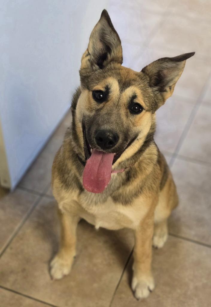 Sadie, Adoptable, Young Female German Shepherd Dog.