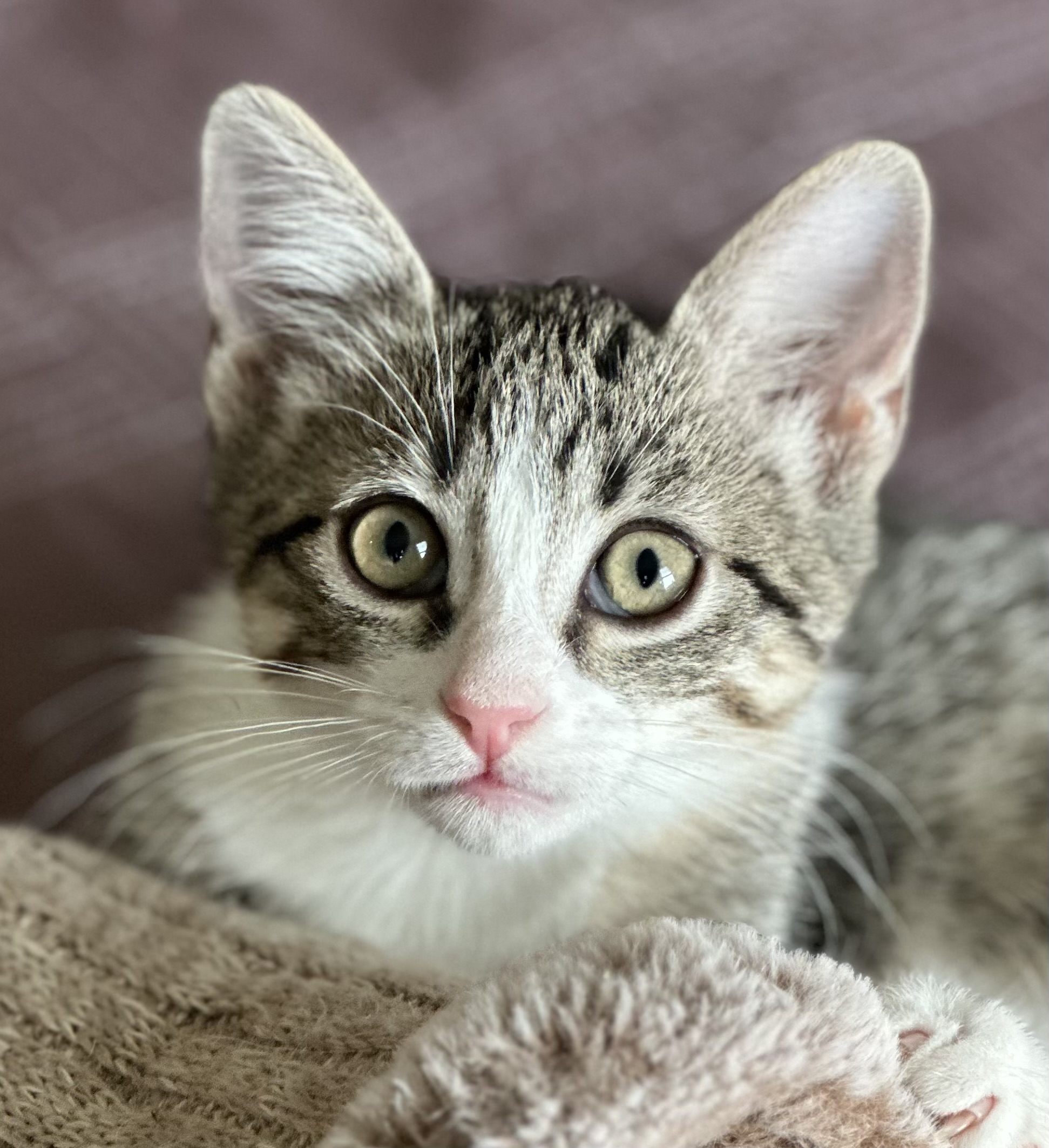 Cat for adoption Hazel North Conroe Petsmart, a Domestic Short Hair in Conroe, TX Petfinder