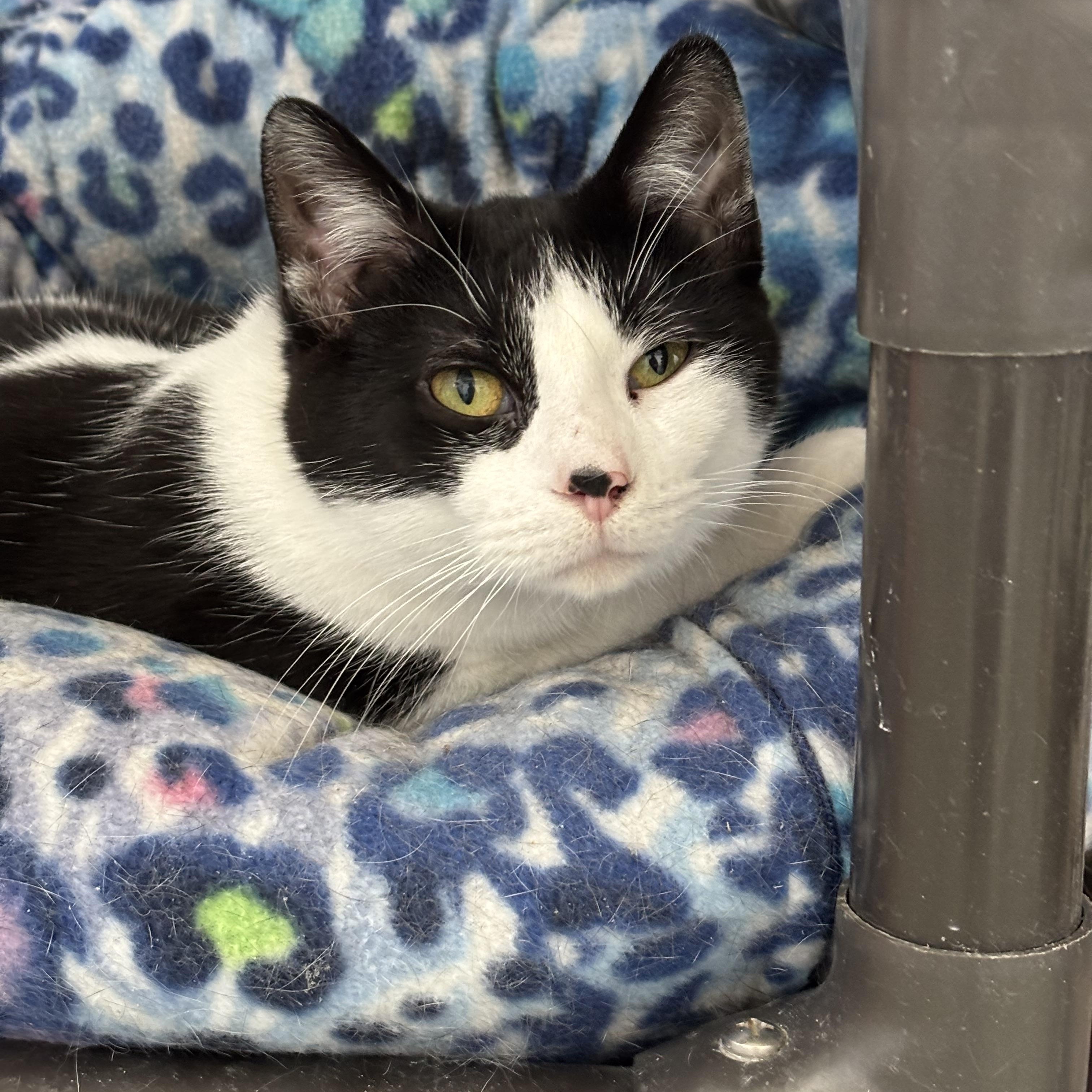 Enlarge Oat, a Adoptable Domestic Short Hair in Richland Center, WI image 1/2