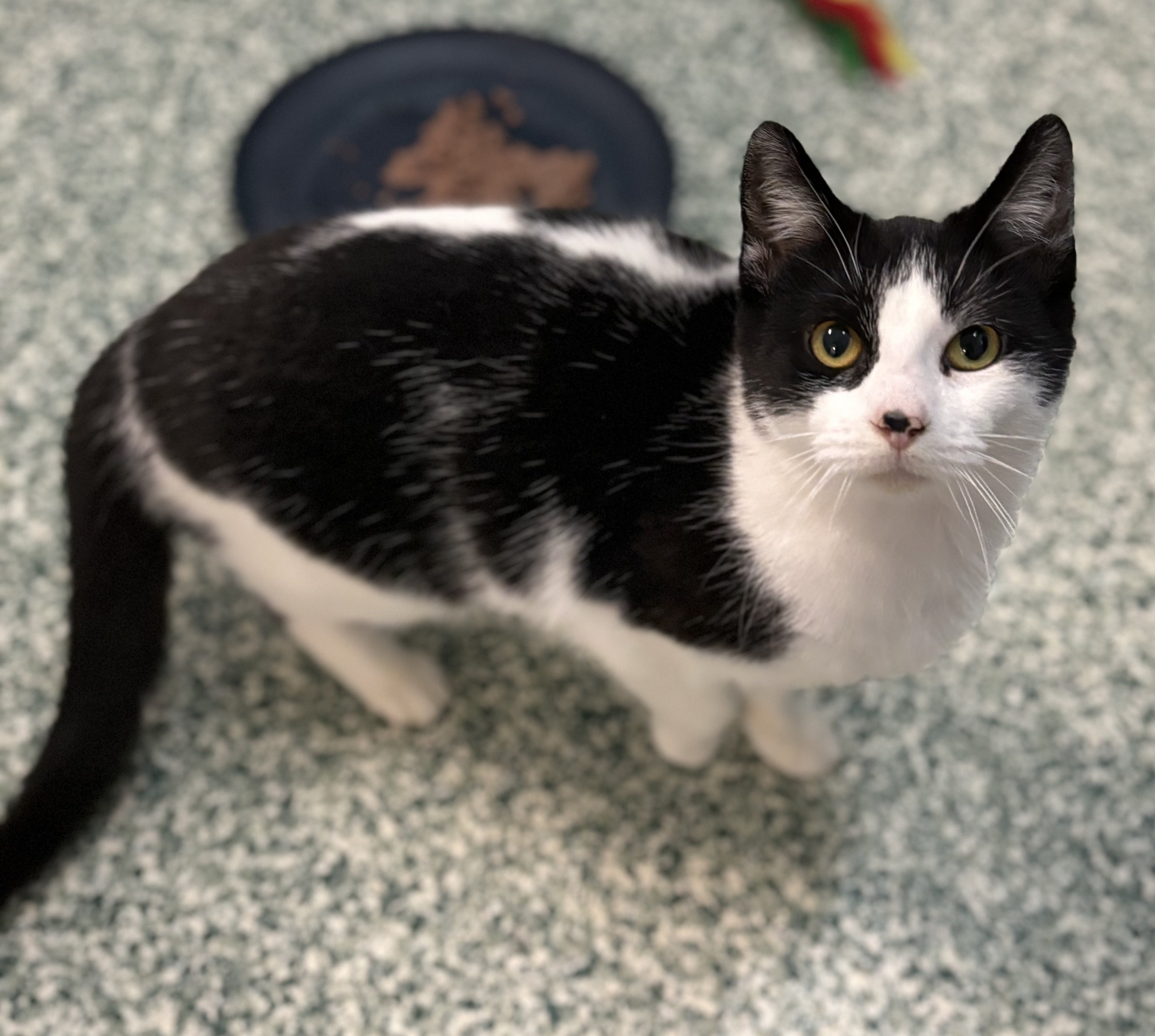 Enlarge Oat, a Adoptable Domestic Short Hair in Richland Center, WI image 2/2