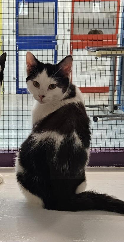 Nod, Adoptable, Kitten Male Domestic Short Hair & Domestic Short Hair.