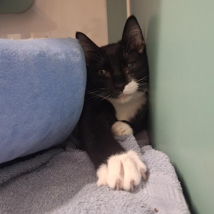 Gas Station, Adoptable, Kitten Male Domestic Short Hair.