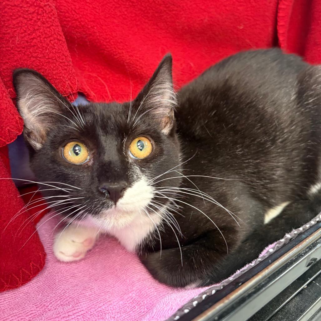 Enlarge Gas Station, a Adoptable Domestic Short Hair in Morrisville, VT image 2/6