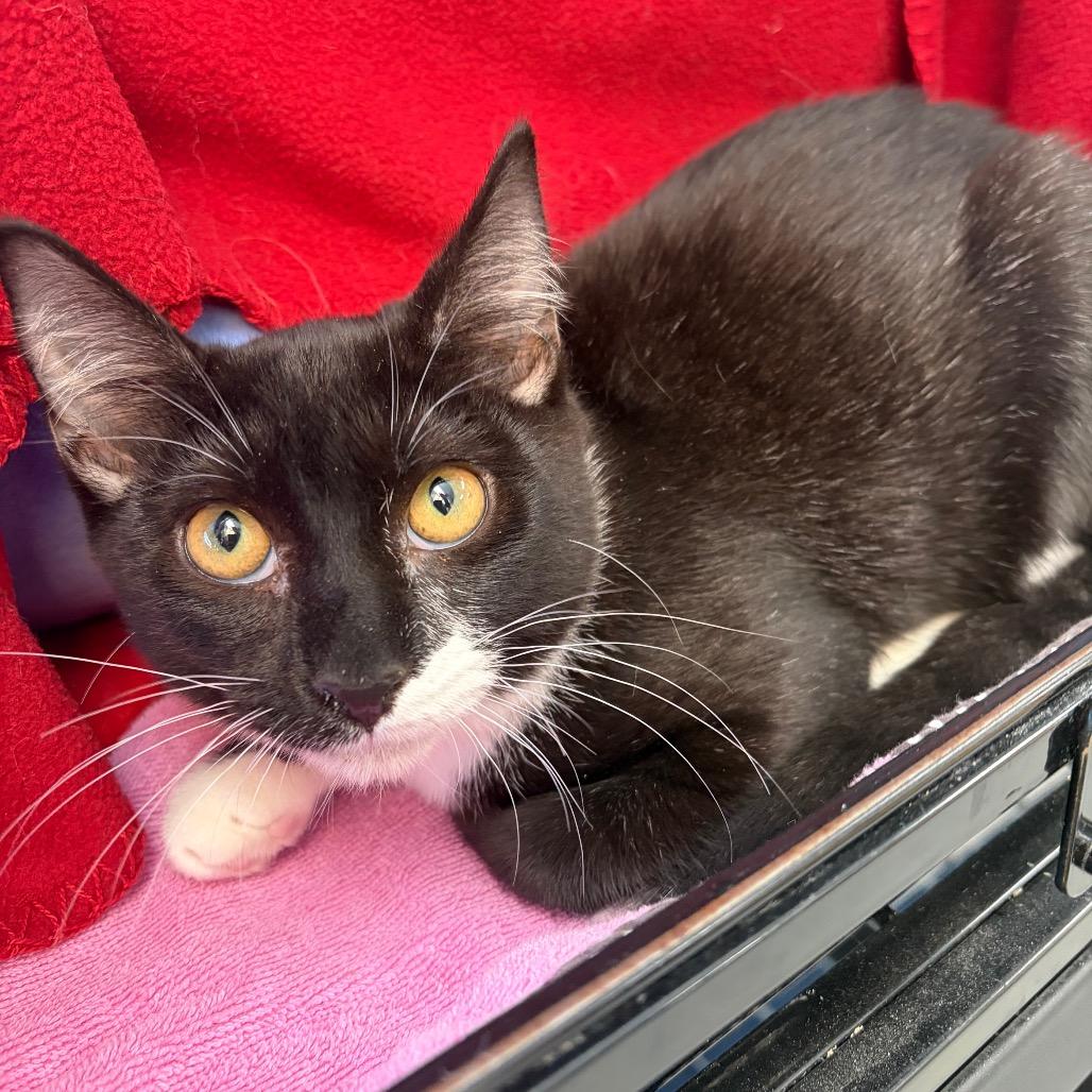 Enlarge Gas Station, a Adoptable Domestic Short Hair in Morrisville, VT image 3/6