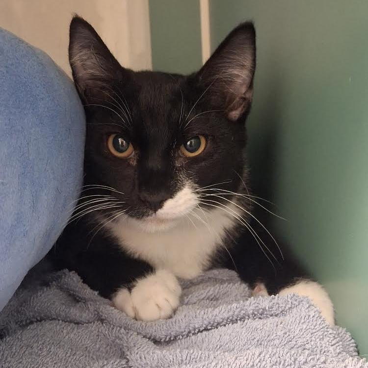Enlarge Gas Station, a Adoptable Domestic Short Hair in Morrisville, VT image 4/6