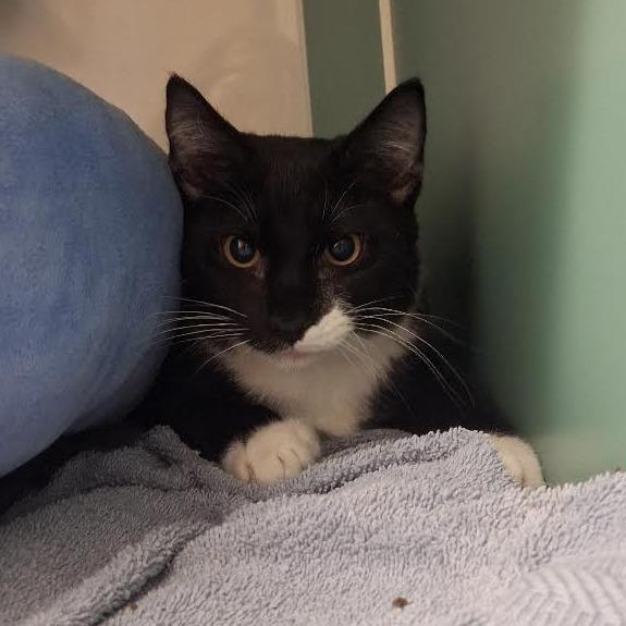 Enlarge Gas Station, a Adoptable Domestic Short Hair in Morrisville, VT image 5/6