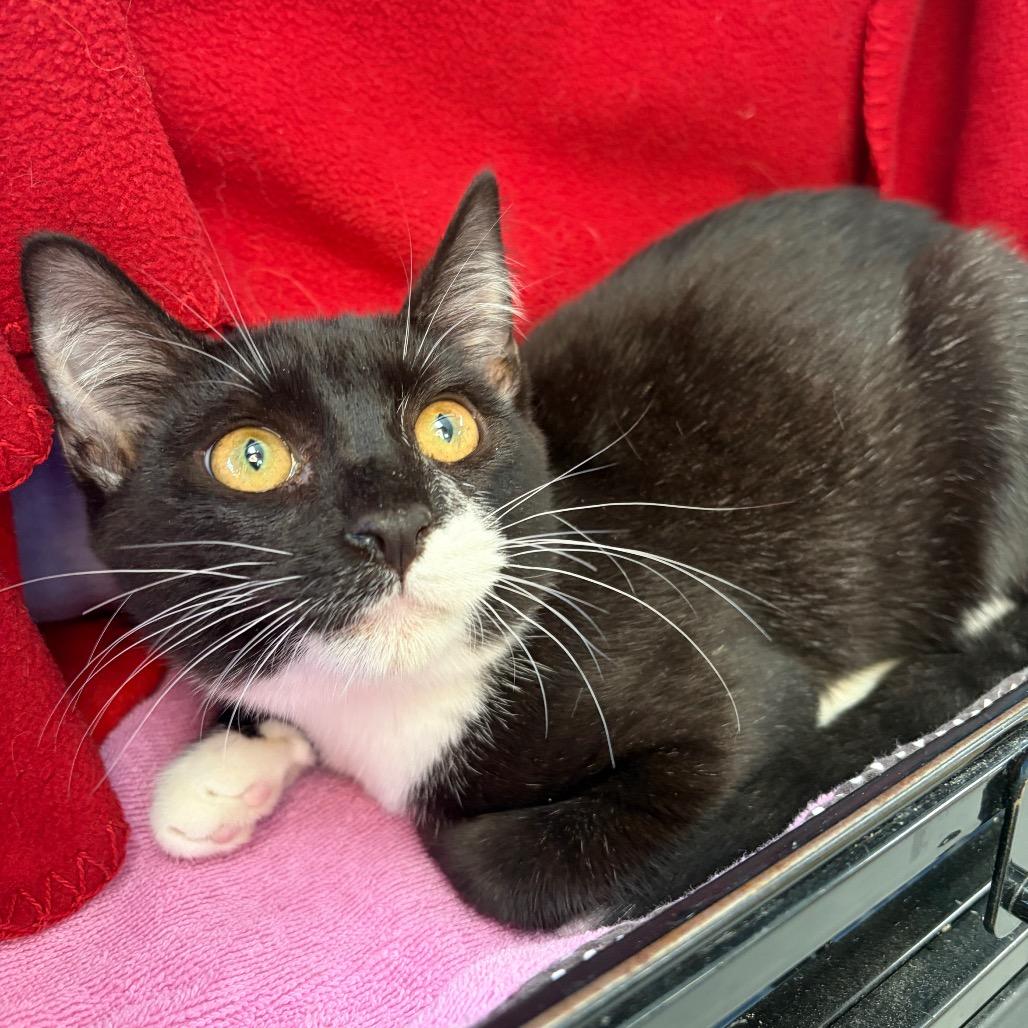 Enlarge Gas Station, a Adoptable Domestic Short Hair in Morrisville, VT image 6/6