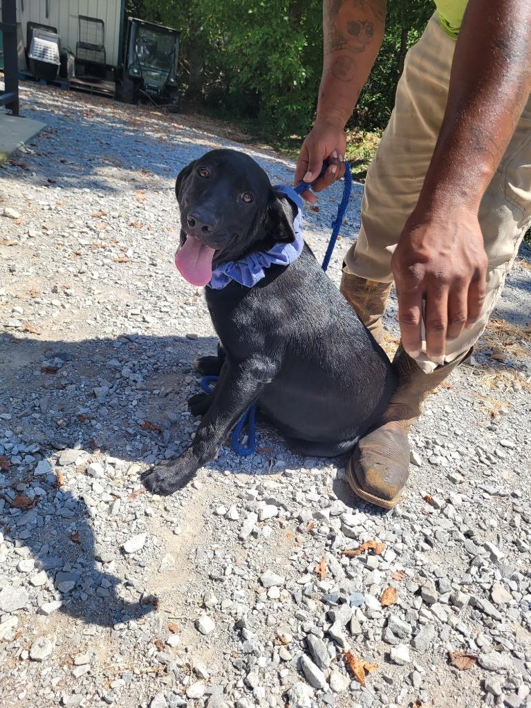 Enlarge Cooper, a Adoptable mixed breed in Lawrenceburg, TN image 2/3