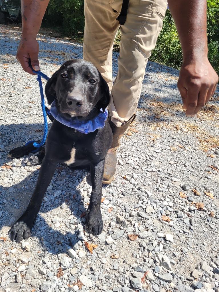Enlarge Cooper, a Adoptable mixed breed in Lawrenceburg, TN image 3/3