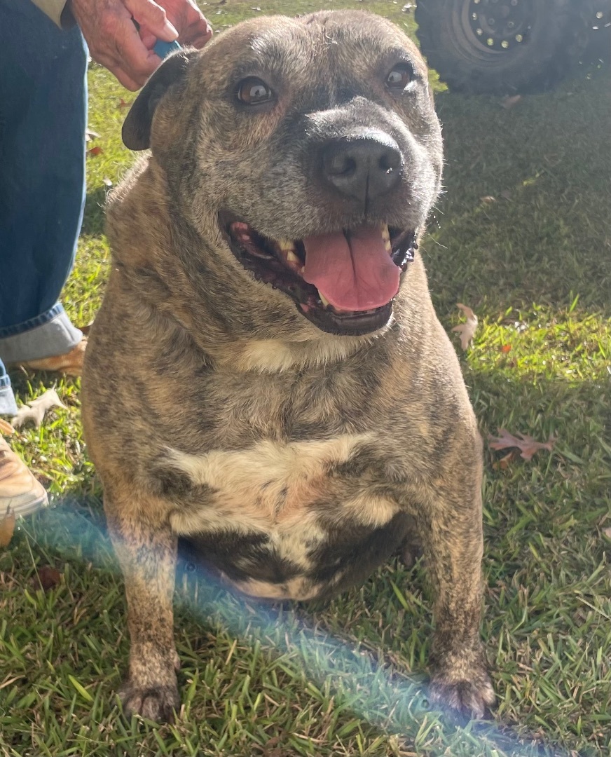 Enlarge Brandi, a Adoptable Pit Bull Terrier in Hartselle, AL image 1/1