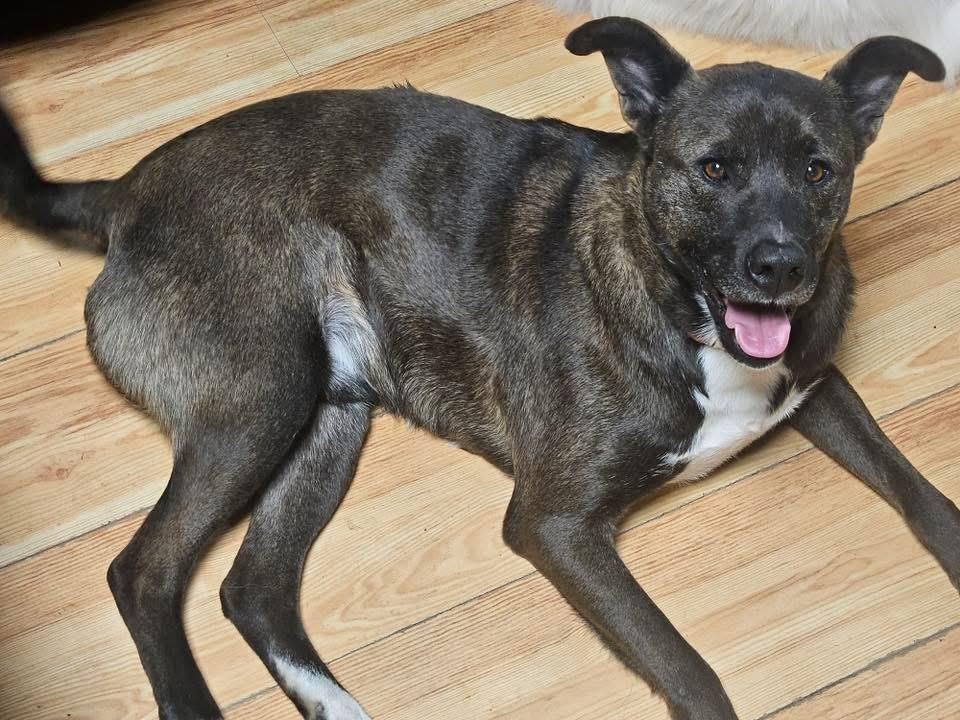 Scout, an adoptable Feist, Black Labrador Retriever in Rainbow City, AL, 35906 | Photo Image 1