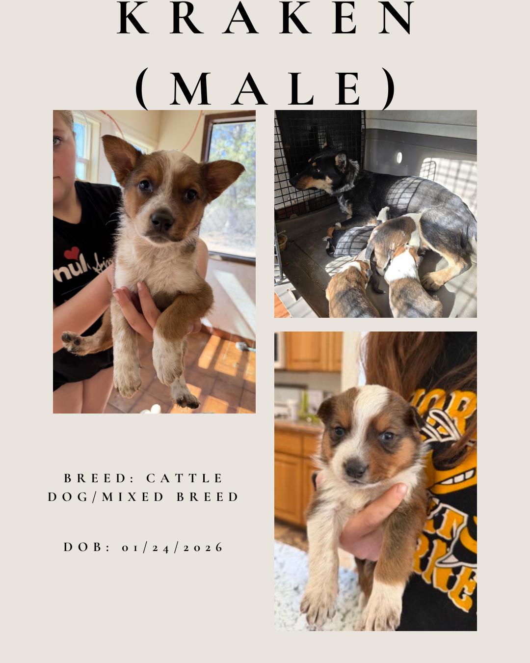 Kraken, adopted, Puppy Male Australian Cattle Dog / Blue Heeler.