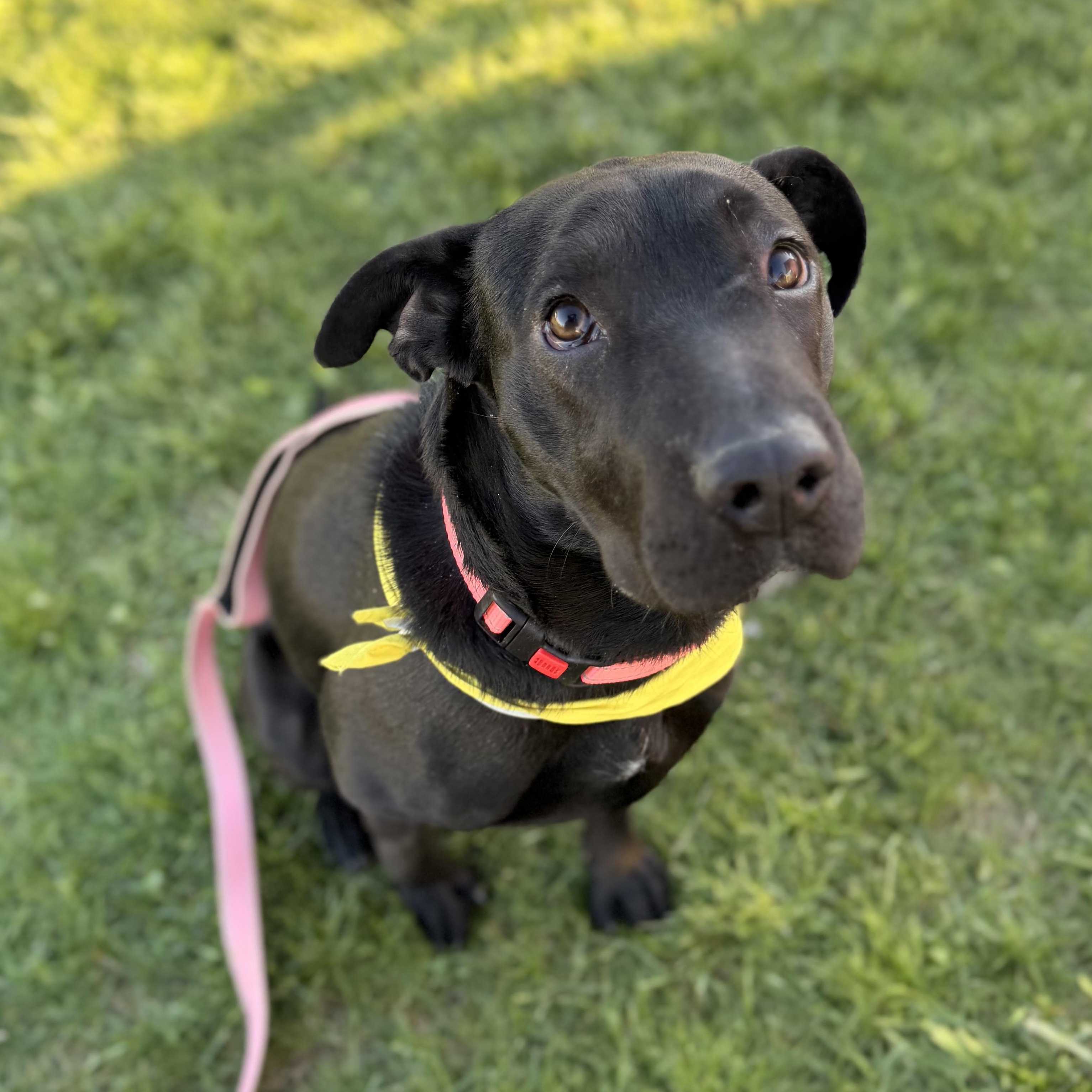 Enlarge Beauty-ful Girl, a Adoptable mixed breed in Warminster, PA image 5/6