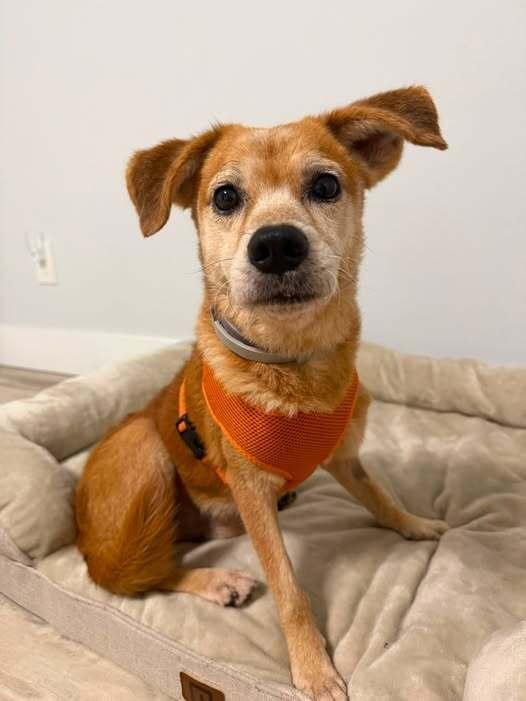 Little Brother, Adoptable, Senior Male Chihuahua.
