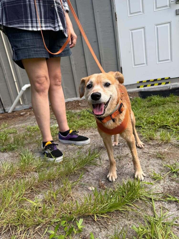 Enlarge Little Brother, a Adoptable mixed breed in Melbourne Beach, FL image 2/3