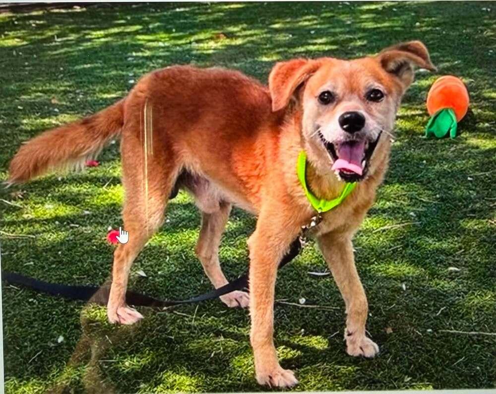 Little Brother, Adoptable, Senior Male Chihuahua.