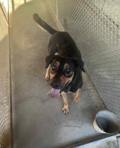 Enlarge ROWDY, a Adoptable mixed breed in Sheboygan, WI image 4/5